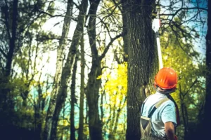 miller tree arborists shreveport la