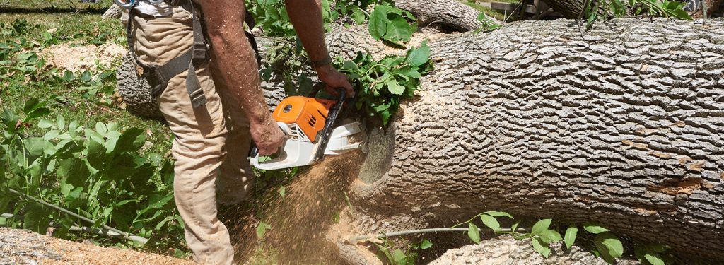 Arborist Consulting in North Louisiana