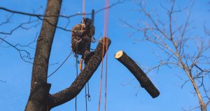 Contact Miller Tree Service in Bossier City, Louisiana