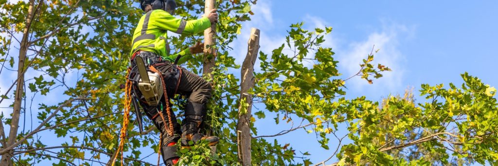 Shreveport Tree Pruning Service