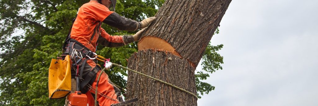 Shreveport Tree Removal