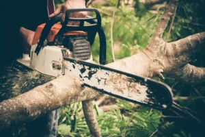 tree removal sheveport la