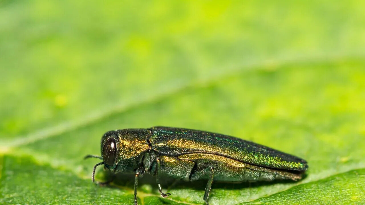 emerald ash borer - ash tree damage - northwest louisiana
