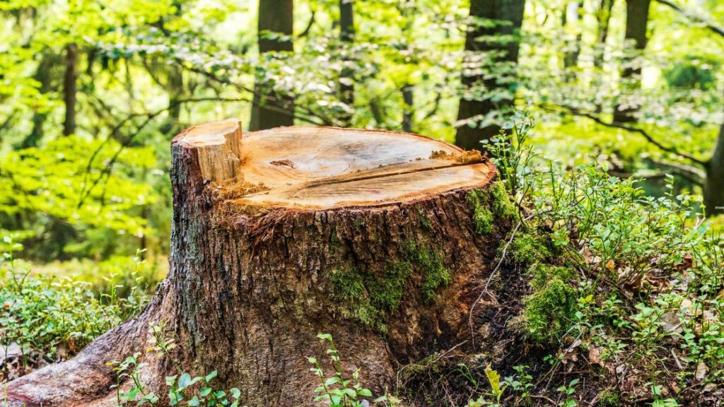 stump grinding service shreveport